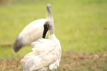 Ibis