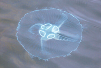 A jellyfish is floating in the water