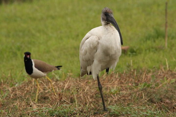 Ibis