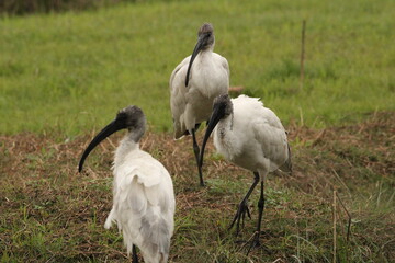 Ibis