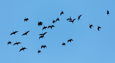 A flock of birds flying in the sky