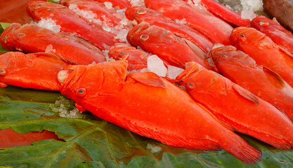 A bunch of red fish are on a leaf