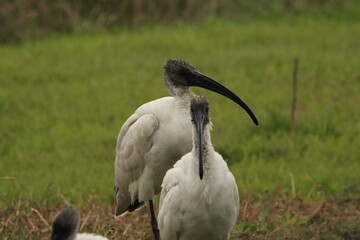 Ibis