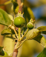 Small apples on a tree in spring.
