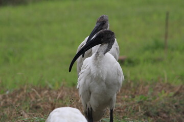 Ibis
