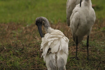 Ibis