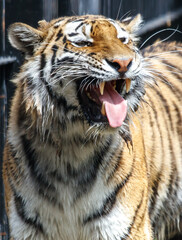 A tiger is standing in front of a fence, with its mouth open