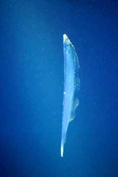 Japanese cutlassfish or largehead hairtail (Trichiurus lepturus) or beltfish is a member of the cutlassfish family, Trichiuridae.