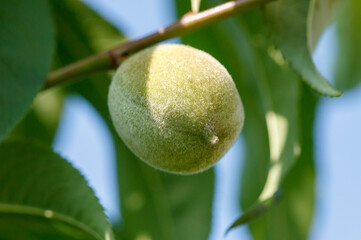 A green peach hanging from a tree