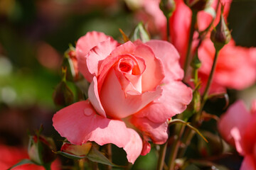 A pink rose with a red center is the main focus of the image