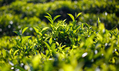 Close-up of bright green colored green Ceylon tea leaves.