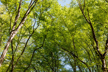 The trees are green and the sky is blue