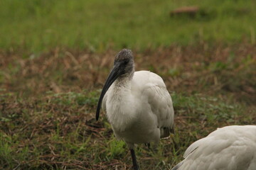 Ibis