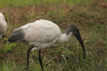 Ibis