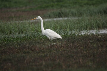 Heron