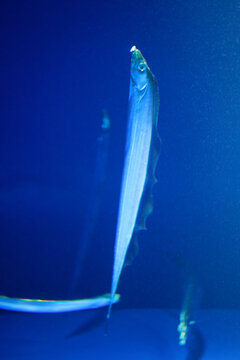 Japanese cutlassfish or largehead hairtail (Trichiurus lepturus) or beltfish is a member of the cutlassfish family, Trichiuridae.