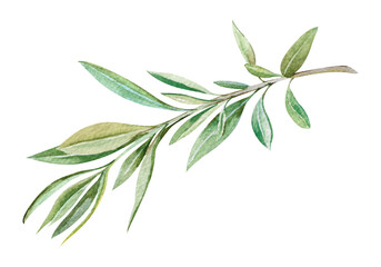 Fototapeta premium fresh olive branch with leaves hand drawn watercolor illustration isolated on white background. Botanical clipart of abstract green twig for food, natural, eco design, holiday decor, cards, invitation