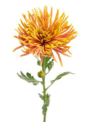 Orange Chrysanthemum flower, Large Chrysanthemum flower isolated on white background, with clipping path  