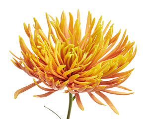 Orange Chrysanthemum flower, Large Chrysanthemum flower isolated on white background, with clipping...
