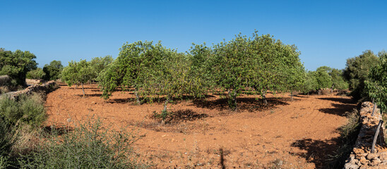 Carob orchard (Ceratonia siliqua), Son Hereuet, Cami Vell de Sa Marina, Llucmajor, Mallorca,...