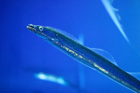 Japanese cutlassfish or largehead hairtail (Trichiurus lepturus) or beltfish is a member of the cutlassfish family, Trichiuridae.