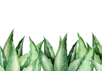 Hand-Drawn Aloe Vera Leaf Seamless Border