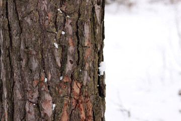 Fototapeta premium Close-up of a pine tree trunk in a forest in winter. Pine tree during the day, close-up of the bark. Tree for a natural background. Details. Focus on the pine tree trunk with a blurred background