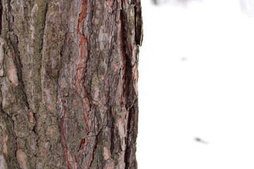 Close-up of a pine tree trunk in a forest in winter. Pine tree during the day, close-up of the bark. Tree for a natural background. Details. Focus on the pine tree trunk with a blurred background