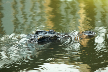 Silent Hunter Beneath Still Waters