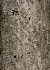 Closeup texture of natural tree bark in a sunny day background. Bright rough surface of trunk.