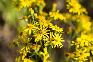 common ragwort, Jacobaea vulgaris yellow flowers closeup selective focus