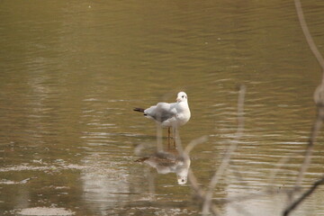 Water Birds