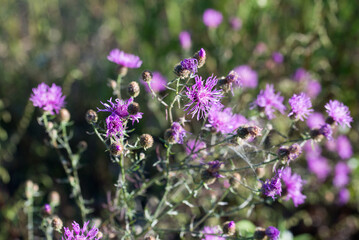 brown knapweed, 
Centaurea jacea flowers closeup selective focus