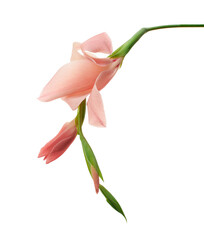 Gladiolus flowers, Pink gladiolus blooming on branch isolated on white background, with clipping...