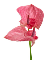 Flamingo flower, Anthurium sweet dream flower isolated on white background, with clipping path