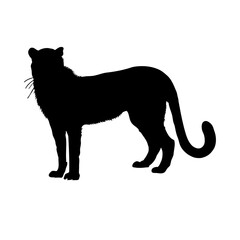 Obraz premium tiger silhouette in transparent background 