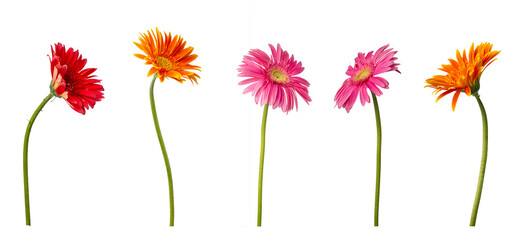 High Quality PNG Gerbera Flowers