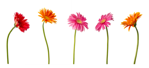 High Quality PNG of gerbera flowers collection isolated on white background.