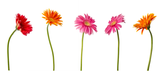 Fototapeten Gerbera High Quality PNG of gerbera flowers collection isolated on white background.  © dale