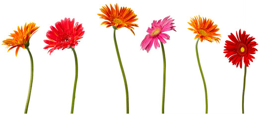 High Quality PNG of colorful gerbera flowers on white background