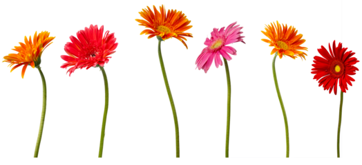 High Quality PNG of colorful gerbera flowers on white background