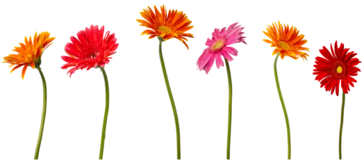 Fotobehang Gerbera High Quality PNG of colorful gerbera flowers on white background  © dale