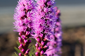 spiked speedwell, Veronica spicata lila flowers closeup selective focus