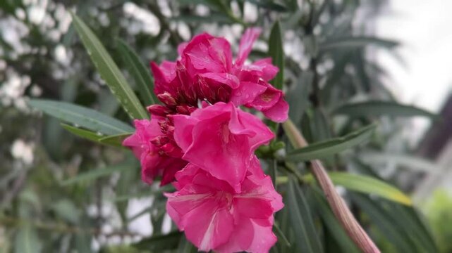 Close-up of pink oleander flowers with raindrops on petals and green leaves in soft light
