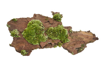 Moss or Mosses on a pine bark, Green moss on a tree bark isolated on white background, with clipping path