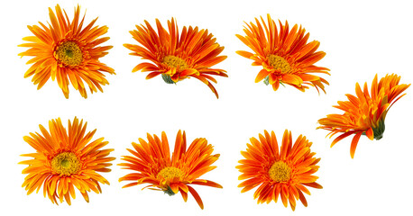 High Quality PNG of orange gerbera flowers isolated on white background