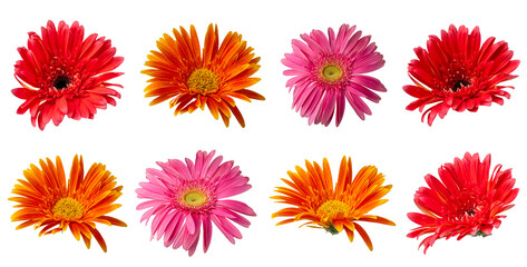 High Quality PNG of colorful gerbera daisies isolated on white background