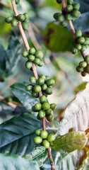 Vertical Close up Green seed berries harvest arabica coffee garden. Green coffee bean berry plant...