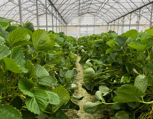 Many strawberry plants growing in a big greenhouse, industrial food production