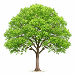 A tree with green and transparent background